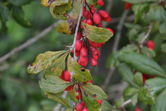 berberitze oder Sauerdorn, Beeren essbar